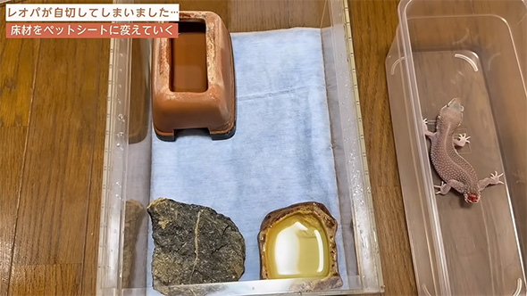 ペットシートとレオパ