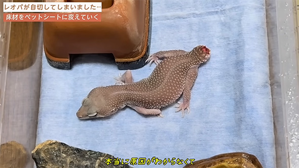 尻尾が切れたレオパがペットシートの上にいる