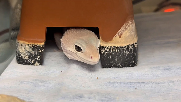 シェルターから顔を出すレオパ