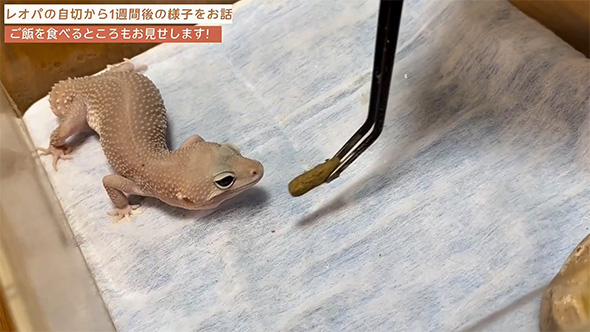 エサを差し出すレオパ