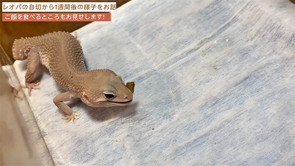 エサを食べるレオパ