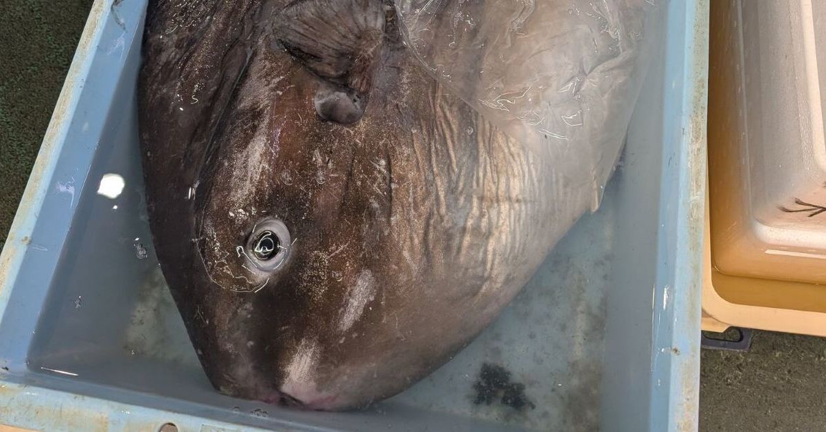 スーパーで購入したマンボウ、家に連れて帰ると→「お前だけは許 スーパーで購入したマンボウ、家に連れて帰ると→「お前だけは許