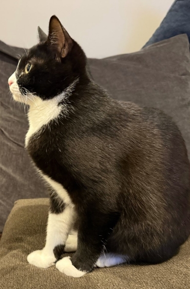 愛猫とそっくりなレゴ