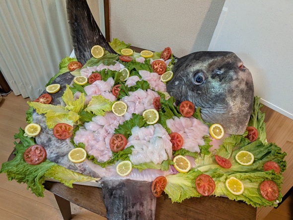 マンボウの姿造り