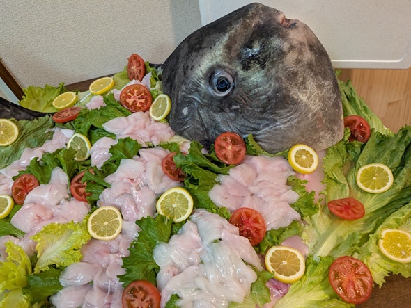 姿造りにされたマンボウの頭部