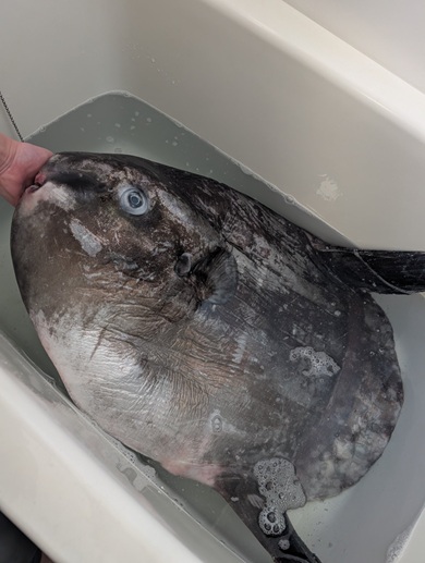 浴槽に入っているマンボウ