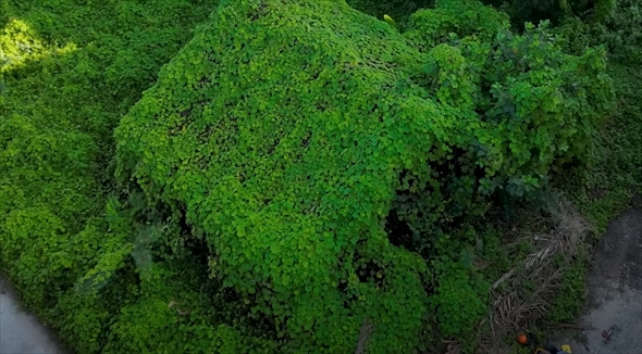 緑に覆い尽くされた家