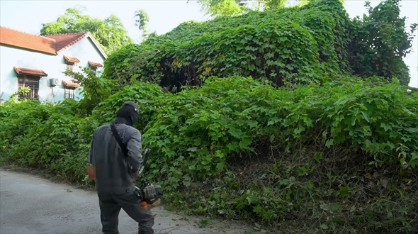 緑に覆い尽くされた家