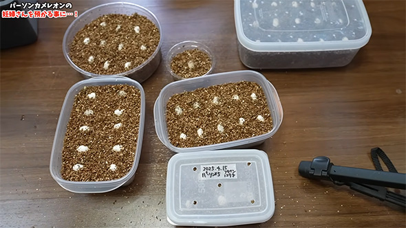 タッパーに入った卵