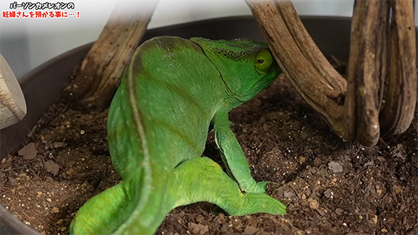 土の上のパーソンカメレオン