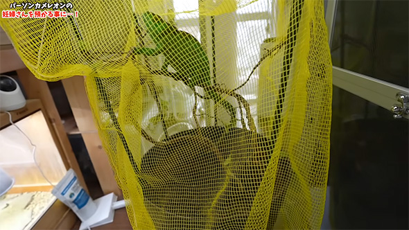 黄色いネット