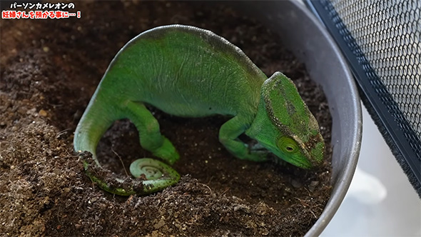土を掘るパーソンカメレオン