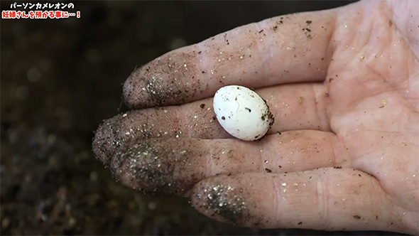 手のひらに卵