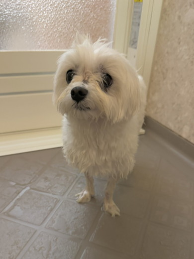 足だけ洗われたマルチーズのワンコ