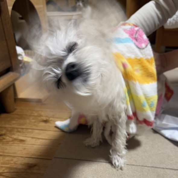 ブルブルしているマルチーズのワンコ