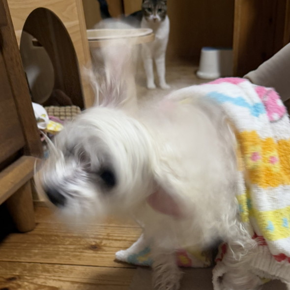 ブルブルしているマルチーズのワンコ