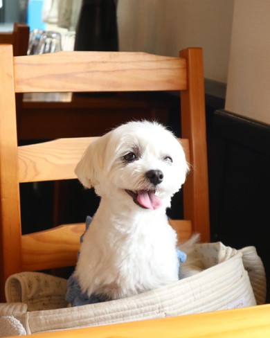 笑顔のマルチーズのワンコ