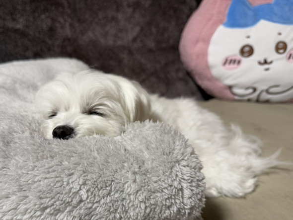 眠っているマルチーズのワンコ