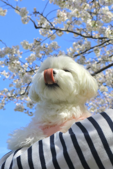桜とマルチーズのワンコ