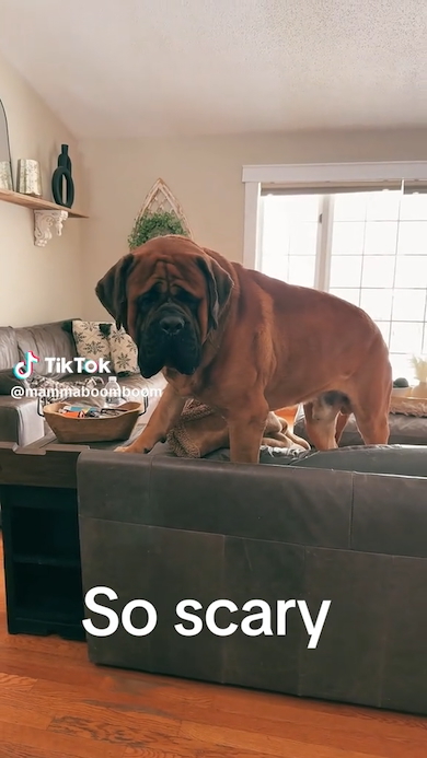 ロボット掃除機におびえる大型犬