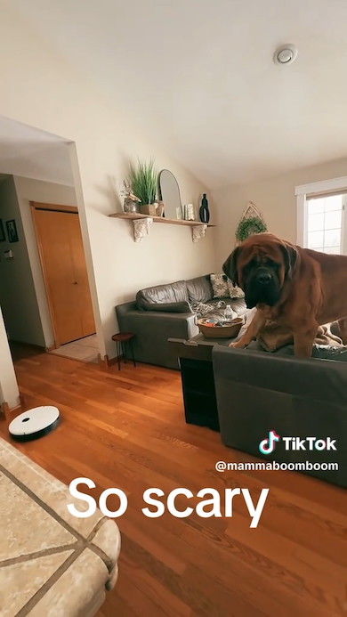 ロボット掃除機におびえる大型犬