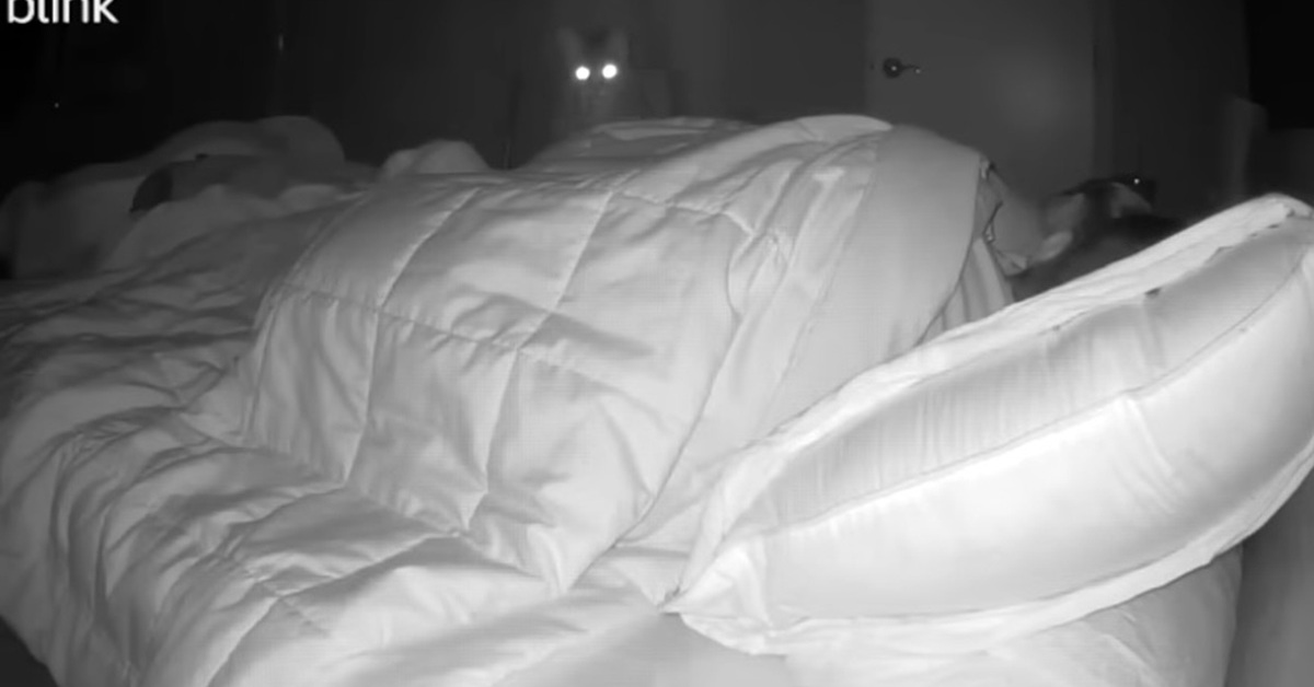 どれだけ寝てもなぜか毎日疲れているので、夜中の様子を撮影したら……　思わぬ事実が2000万再生「私のハートは完全に溶けたよ」【海外】（1/3） | 猫 ねとらぼ