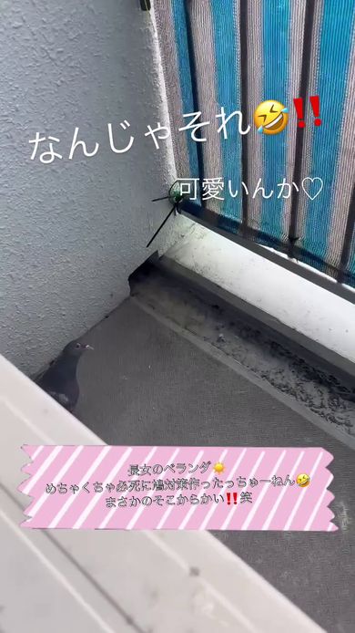 ベランダに侵入したハトと遭遇