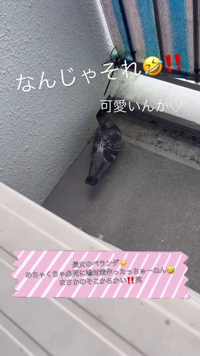 撮影者に背を向けて歩き出すハト