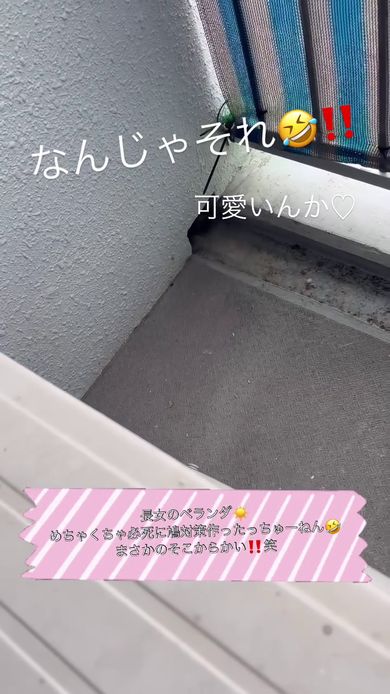 穴の中に消えたハト