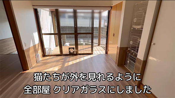 猫たちが外を見れる