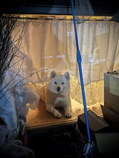飼い主の帰りを待つ犬