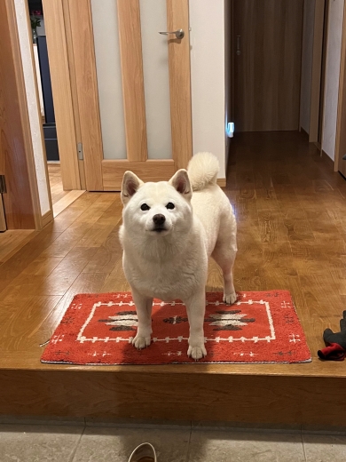 飼い主の帰りを待つ犬