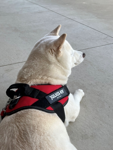 飼い主の帰りを待つ犬