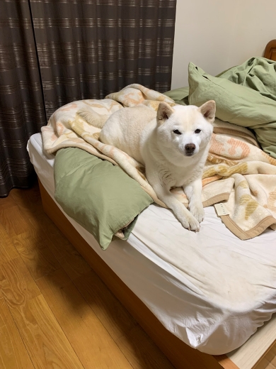 飼い主の帰りを待つ犬