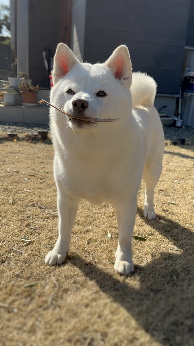 飼い主の帰りを待つ犬