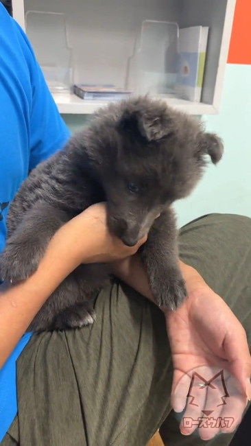 獣医師 何の動物 子犬 ウルフドッグ ノーブルシェパード