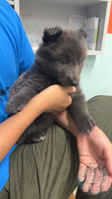 獣医師 何の動物 子犬 ウルフドッグ ノーブルシェパード