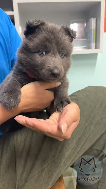 獣医師 何の動物 子犬 ウルフドッグ ノーブルシェパード