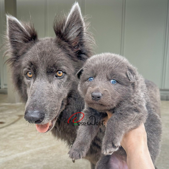 獣医師 何の動物 子犬 ウルフドッグ ノーブルシェパード