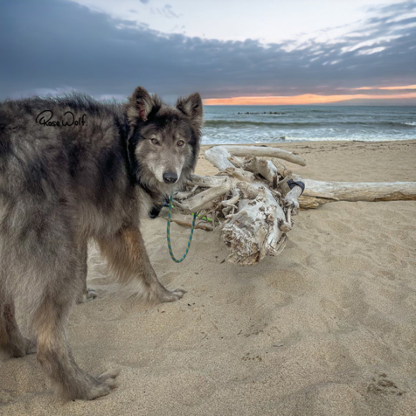 獣医師 何の動物 子犬 ウルフドッグ ノーブルシェパード