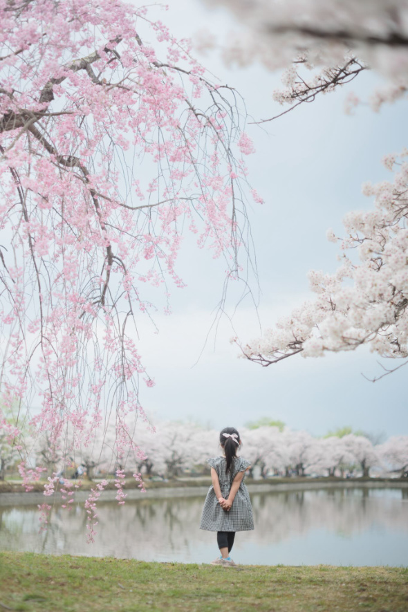 5歳 娘 素敵 ポーズ 提案 桜 写真 撮影