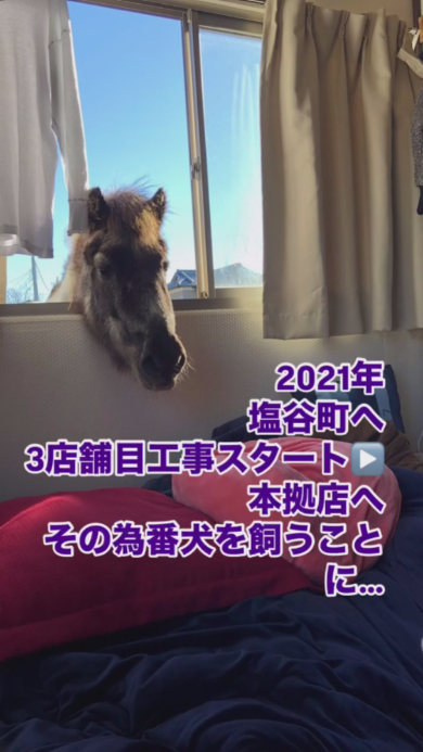 窓の外から部屋をのぞき込む馬