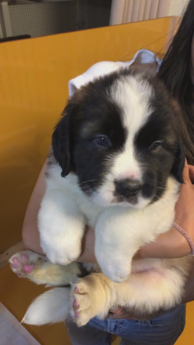 セントバーナードの子犬