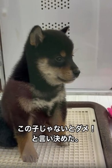 おすすめ