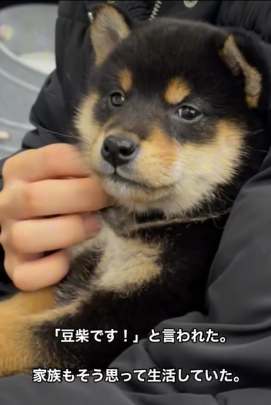店員さんに「豆柴です！」と言われお迎えしました