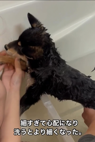 子犬時代はほっそりボディーの琥太郎くん