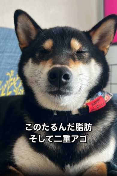 たっぷり脂肪がつき貫禄が増しました