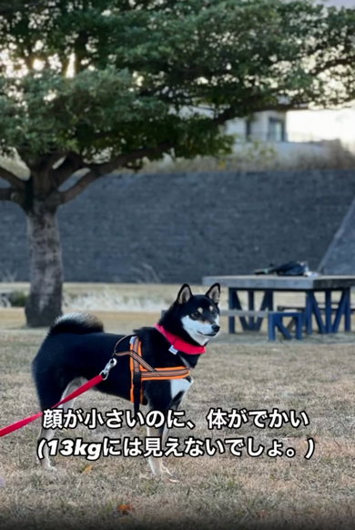 立ち上がった姿はモデル体形？