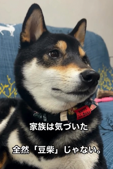 琥太郎くんは「全然豆柴じゃない」