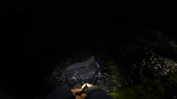 打ち上げられたカタクチイワシを手で捕まえる